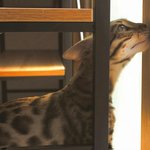 [뱅갈냥듀] 봄날의 듀를 아시나요? ♥