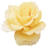 국제위러브유운동본부(iwf, 회장 장길자) 순천^^<b>여수</b>지역 클린월드운동