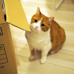 [유봉이네] 고양이 입양하기 2탄