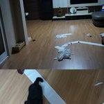 [<b>믹스</b>견콜라] 다문화견 콜라2