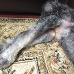 병원에서 고관절 수술 후 상태가 악화된 15살 슈나우저. 의료사고...