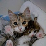 <b>애정</b>이 느껴지는 고양이 가족