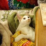 [고양이] 38마리 냥이들의 보금자리가 지켜질수있도록 도와주세요...