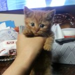 [<b>순금</b>순금] <b>순금</b>순금이 "냐옹~냐옹~" 목소리~~ ^-^*