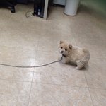 [만득써니] 다리골 삽살개 만득써니4메리의 시골에피소드