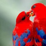 [축복] 평생 변치 않는 잉꼬 부부가 되기 위한 연애<b>세포</b> 살리기 팁 !