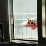 [고양이] 햇볕좋은 날, 팔자좋은 고양이(를 부러워하는 <b>집사</b>)