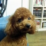 [반려동물] <b>내마음</b>을 훔쳐간 사랑스런 도둑, 그녀