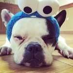 [개복순] 프렌치<b>불독</b>)패셔니스타 복순 2탄