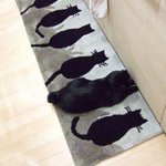 은신술 <b>만렙</b> 고양이를 찾아라