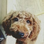 모란시장에서 5만원주고 데려온 <b>푸들</b>