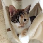 [뭉이사랑] [뭉이별이]  해먹에 푹 빠진 우리 별이