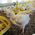 [괴담] 35일을 살다가는 패스트푸드 치킨