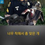 너무 착해서 <b>총</b> 맞은 <b>개</b>