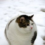 포동포동 <b>팔자</b> 좋은 돼냥이들