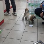 부산 사하구 하단동 시<b>츄</b> 잃어버리신분