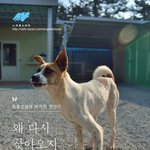 [유기견] [나주천사의집/<b>믹스</b>]  동물병원에 내팽겨쳐지듯 버려진...