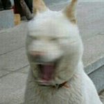 [EXO] 솔까 자정쯤이 학생<b>수니들</b>은 덕질타임아니냐