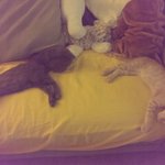 [개냥이] 버터와 츄이 - 3