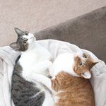 우리집 냥이들 사진 보면서 안구 <b>정화</b>하세요~ | 고등어냥과 치즈냥...