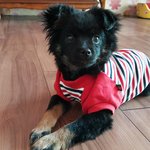 제발봐주세요!부산 대청동 새끼강아지 <b>보호</b>중