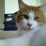 [고양이] 우리 야옹이 자랑 좀 할게요!!