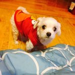 [말티즈] 우리집의 기염둥이 복구