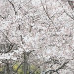 여의도말고 특색있는 서울벚꽃<b>명소</b> 추천