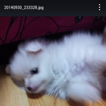 강아지 훈련소