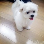 [타오] 칸디가 <b>미쓰에이</b> 페이 강아지였어?