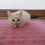 [별이찡] 우리집 냥이 별