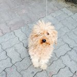 아프신할아버지와 똥통에 <b>방치</b>되어있는 강아지고양이들좀 도와주세요(+추가)ㅠㅠ