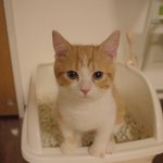 [유봉이네] 결벽증 고양이2