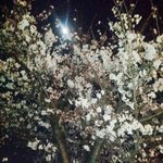 [EXO] 집에 오는<b>길</b>에 찍은 <b>벚꽃</b>