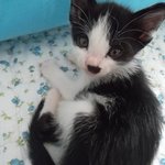 고양이 3마리를 모시고 있는 집사입니다