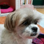 강아지를 찾습니다. 외면하지 말아주세요ㅠ_ㅠ(경기도 이천<b>지역</b>)