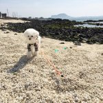 강아지랑 비행기타고 제주여행 다녀왔어요