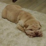 [샤페이봉구] [샤페이 봉구]  봉구와 새가족