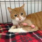 용인 반찬가게 <b>캣맘</b> 사건