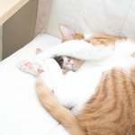 [고양이] 우리집 모델 냥이들의 매력 발산 | 22개월된 고등어냥과...
