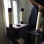 [플루토] 플루토에게 <b>캣타워</b>는 사랑입니다