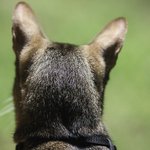 [아배붑] 자취남과 고양이의 길거리<b>탐방</b> ㅋㅋ