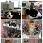 사람에게 버림받은 아이들이지만 사람의 품을 그리워하며 하루하루 힘겹게...