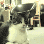 [EXO] 니네 <b>유부</b> 비밀 알고있어??