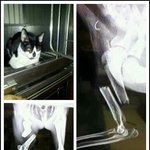 [고양이코코] 무엇이 코코에게 공포라는 트라우마를 심어준것일까요...