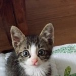[고양이] 잠좀<b>자자</b> 개냥아ㅠㅠ