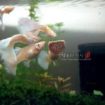 [<b>생선</b>] 물고기 기르는 얘기 어때요?