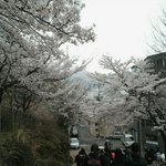 [EXO] 우리학교앞에 벚꽃<b>핌</b>