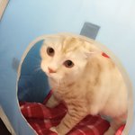 [뭉이사랑] [뭉이별이] 뒤늦은 남매냥의 겨울이야기