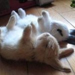 <b>강시</b> 토끼